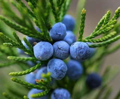 Features of the structure and healing properties of juniper