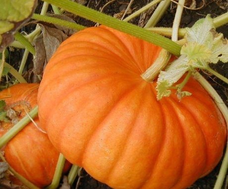 Helpful tips for caring for your pumpkin