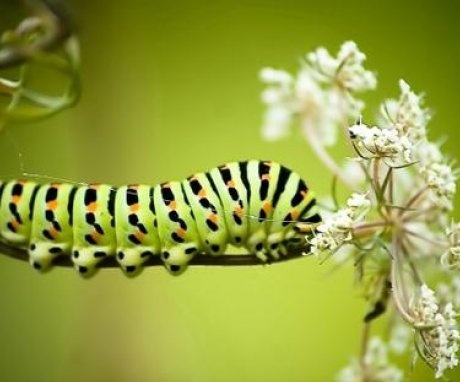 Folk remedies against caterpillars on the site
