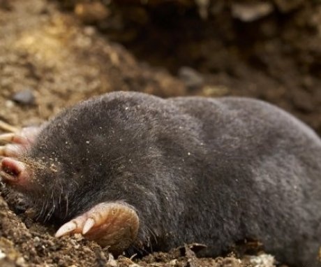 Types of moles - we understand the "pedigree"