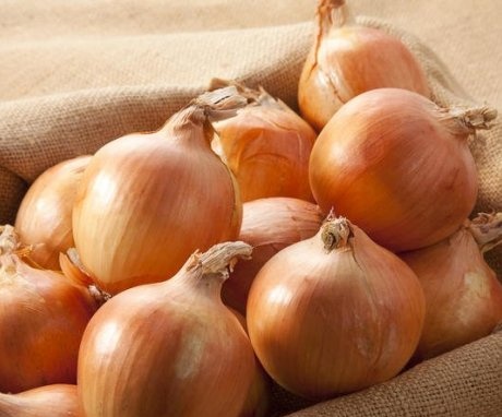 Conditions for growing onions
