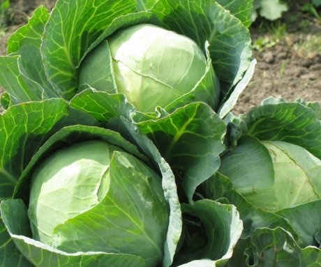 Recommendations for the care of white cabbage