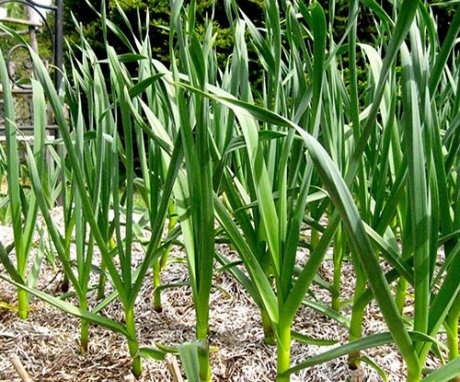Spring garlic care