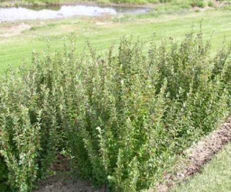 Planting and caring for an ordinary cotoneaster