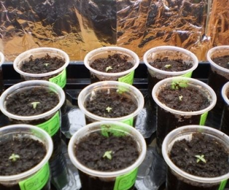 Crescând eustoma din semințe