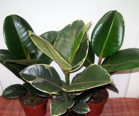 Description of ficus and its features