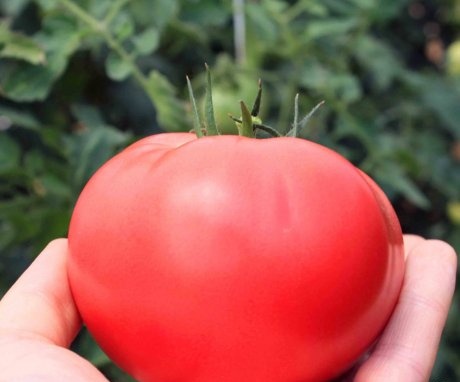 معلومات عامة عن الطماطم كبيرة الثمار
