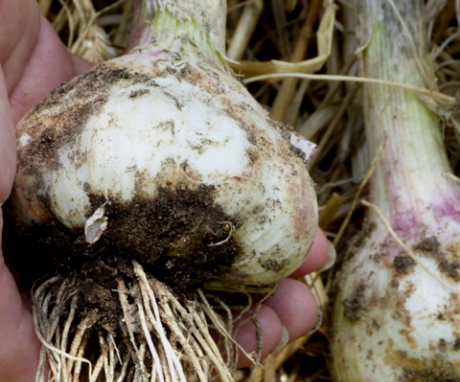 Diseases and pests of garlic
