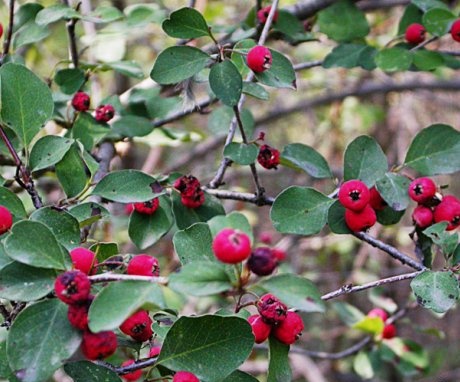 General information about the cotoneaster