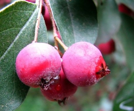 Reproduction of common cotoneaster
