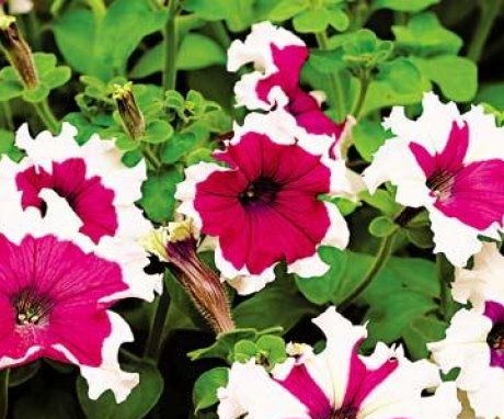 How to plant petunia correctly