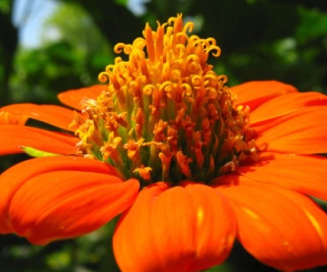 Tithonia virág
