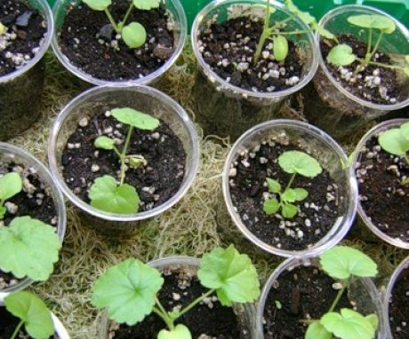 how to grow geranium from seeds