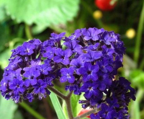 Growing heliotrope from seeds
