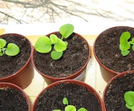 When to sow petunias for seedlings