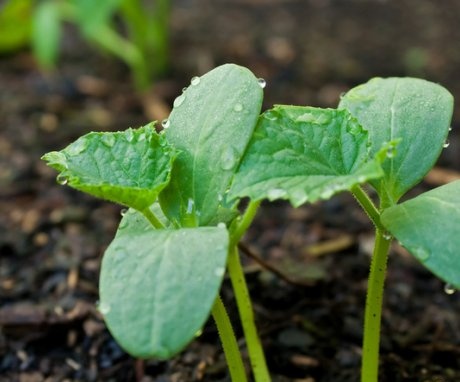 When to sow cucumbers in the ground