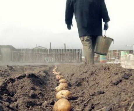 hogyan kell burgonyát ültetni