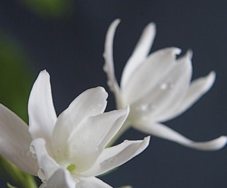 indoor jasmine in the photo
