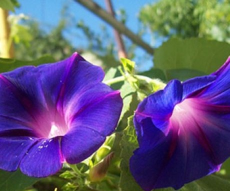 Growing morning glory from seeds