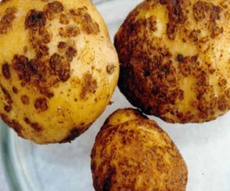 صور امراض البطاطس