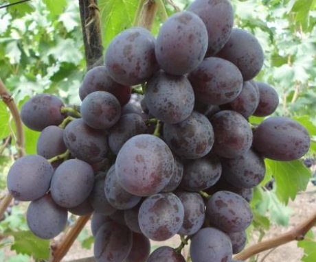 Buffet grapes
