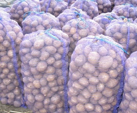 potato yield per hectare