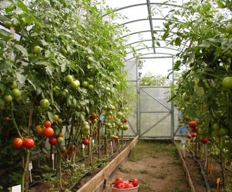 تغذية الطماطم في الدفيئة
