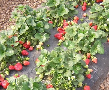 Cum să plantați căpșunile corect