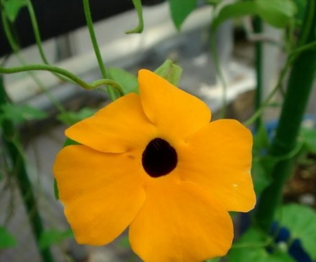 Thunbergia from seeds