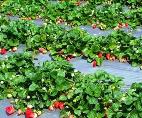 planting strawberries in the photo