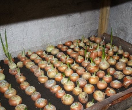 Growing onions in the basement