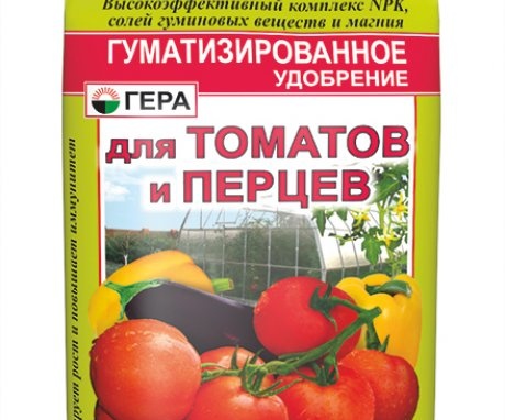 Jak krmit rajčata
