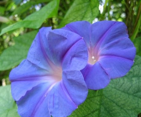 Morning glory in the photo