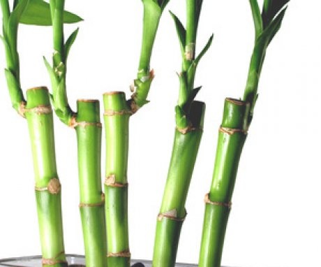 Hogyan lehet bambuszt termeszteni