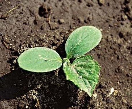 When to sow cucumbers in the ground