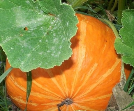 How to plant a pumpkin