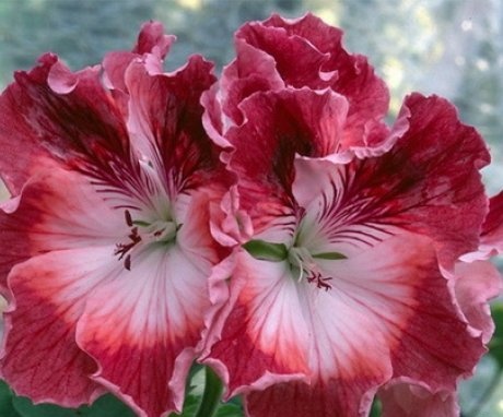 Royal geranium in the photo