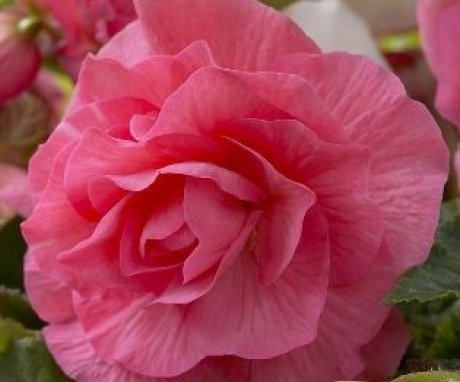 Terry mix begonia care