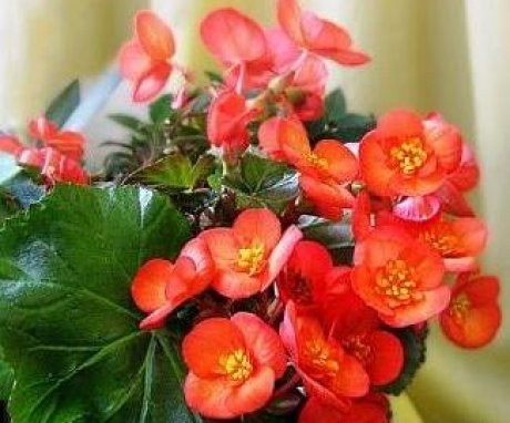 reproduction of ever-flowering begonia