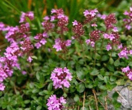 Thyme in the photo