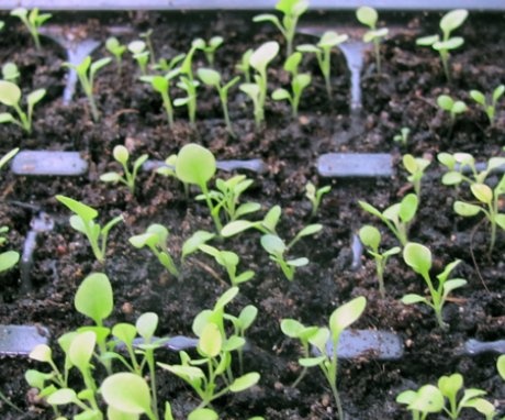 When to plant petunias for seedlings