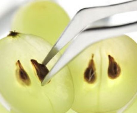 kako uzgajati grožđe iz sjemena