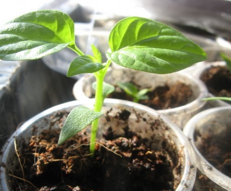 When to sow pepper for seedlings