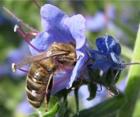نبات عسل الكدمات