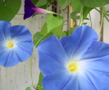 Morning glory in the photo
