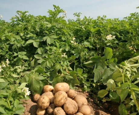 výnos brambor na hektar