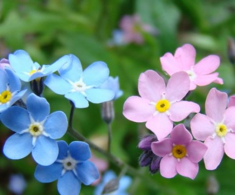 forget-me-nots in the photo