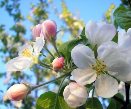 Struktura jablečného květu