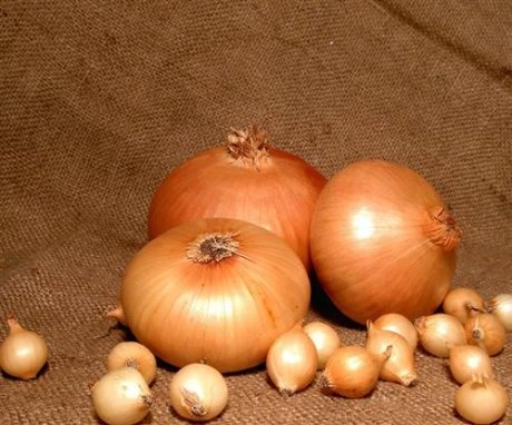When to plant onions in spring