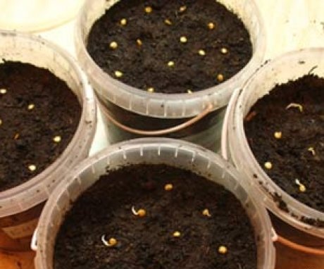 preparing pepper seeds for planting